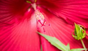 Preview wallpaper flower, petals, pollen, macro, pink
