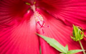 Preview wallpaper flower, petals, pollen, macro, pink