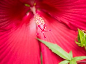 Preview wallpaper flower, petals, pollen, macro, pink