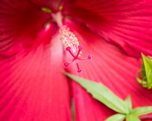 Preview wallpaper flower, petals, pollen, macro, pink