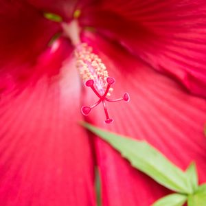 Preview wallpaper flower, petals, pollen, macro, pink