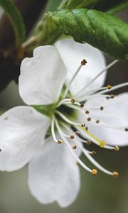 Preview wallpaper flower, petals, pollen, macro, white