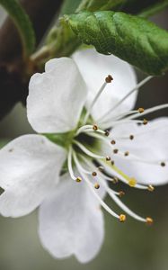 Preview wallpaper flower, petals, pollen, macro, white