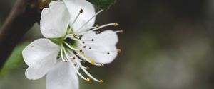 Preview wallpaper flower, petals, pollen, macro, white