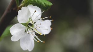 Preview wallpaper flower, petals, pollen, macro, white