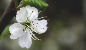 Preview wallpaper flower, petals, pollen, macro, white