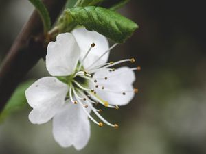 Preview wallpaper flower, petals, pollen, macro, white