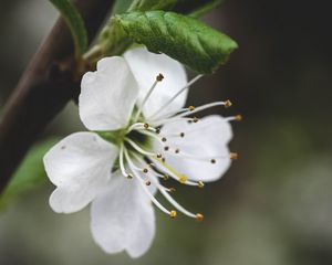 Preview wallpaper flower, petals, pollen, macro, white