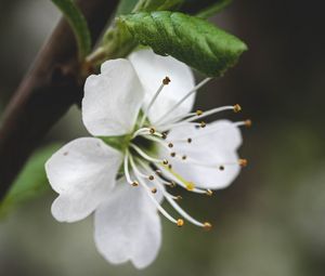 Preview wallpaper flower, petals, pollen, macro, white