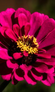 Preview wallpaper flower, petals, pollen, pink, macro