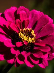 Preview wallpaper flower, petals, pollen, pink, macro