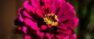 Preview wallpaper flower, petals, pollen, pink, macro