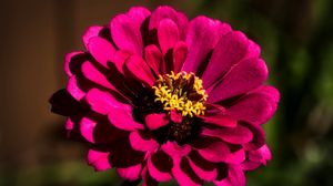 Preview wallpaper flower, petals, pollen, pink, macro