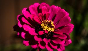 Preview wallpaper flower, petals, pollen, pink, macro