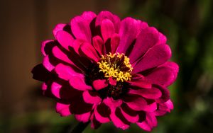 Preview wallpaper flower, petals, pollen, pink, macro