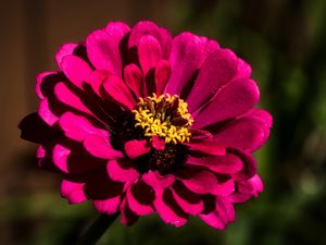 Preview wallpaper flower, petals, pollen, pink, macro