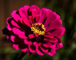 Preview wallpaper flower, petals, pollen, pink, macro