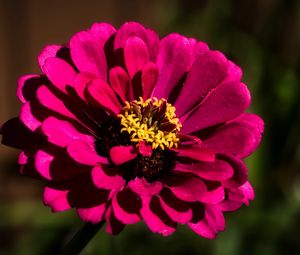 Preview wallpaper flower, petals, pollen, pink, macro