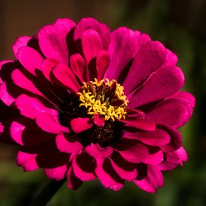 Preview wallpaper flower, petals, pollen, pink, macro