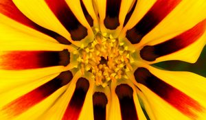 Preview wallpaper flower, petals, pollen, yellow, macro