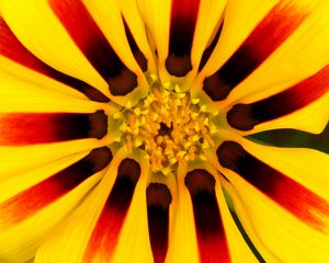 Preview wallpaper flower, petals, pollen, yellow, macro