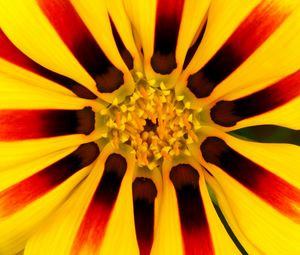 Preview wallpaper flower, petals, pollen, yellow, macro