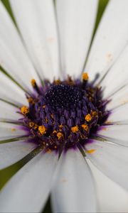 Preview wallpaper flower, petals, pollen, macro, white, purple