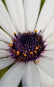 Preview wallpaper flower, petals, pollen, macro, white, purple