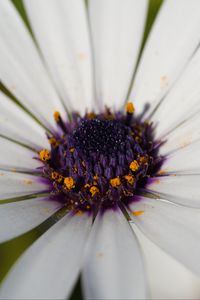 Preview wallpaper flower, petals, pollen, macro, white, purple