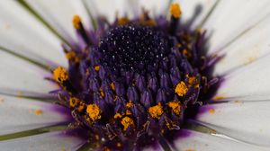 Preview wallpaper flower, petals, pollen, macro, white, purple