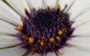 Preview wallpaper flower, petals, pollen, macro, white, purple