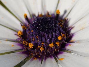 Preview wallpaper flower, petals, pollen, macro, white, purple