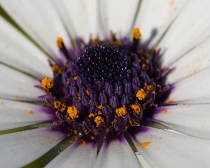 Preview wallpaper flower, petals, pollen, macro, white, purple