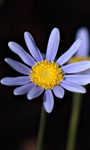 Preview wallpaper flower, petals, pollen, stem