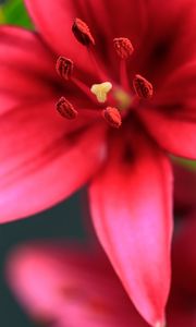 Preview wallpaper flower, petals, pollen, macro, red