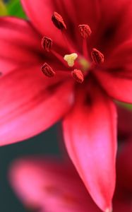 Preview wallpaper flower, petals, pollen, macro, red