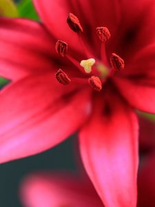 Preview wallpaper flower, petals, pollen, macro, red