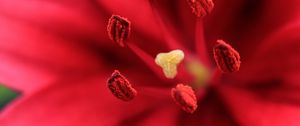 Preview wallpaper flower, petals, pollen, macro, red