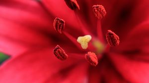 Preview wallpaper flower, petals, pollen, macro, red