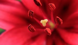 Preview wallpaper flower, petals, pollen, macro, red