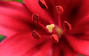 Preview wallpaper flower, petals, pollen, macro, red