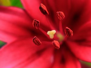 Preview wallpaper flower, petals, pollen, macro, red