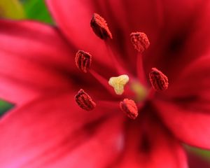 Preview wallpaper flower, petals, pollen, macro, red