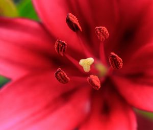 Preview wallpaper flower, petals, pollen, macro, red