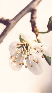 Preview wallpaper flower, petals, pollen, blur, macro