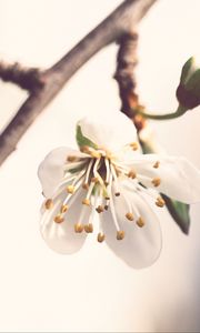 Preview wallpaper flower, petals, pollen, blur, macro