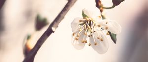 Preview wallpaper flower, petals, pollen, blur, macro