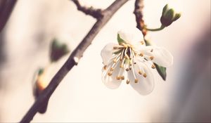 Preview wallpaper flower, petals, pollen, blur, macro