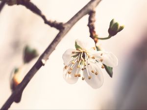 Preview wallpaper flower, petals, pollen, blur, macro