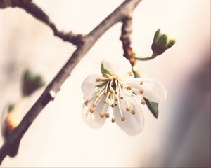 Preview wallpaper flower, petals, pollen, blur, macro